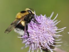 Volucella bombylans